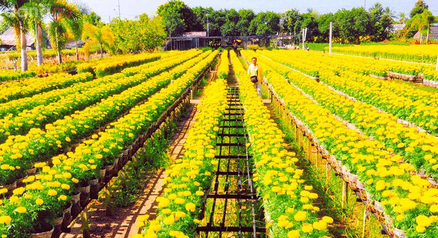 Tour Đà Nẵng Đi An Giang 3 ngày Tour Đà Nẵng Đi An Giang 3 ngày