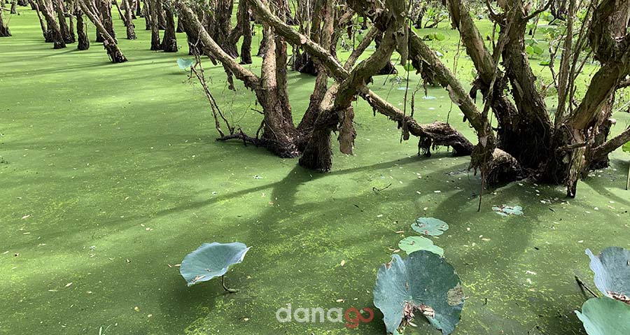 Tour Đà Nẵng Đi Cần Thơ Tour Đà Nẵng Đi Cần Thơ