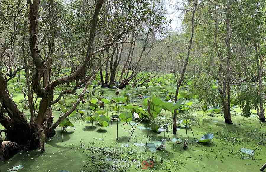 Tour Đà Nẵng Đi Cần Thơ 4 Ngày Tour Đà Nẵng Đi Cần Thơ 4 Ngày