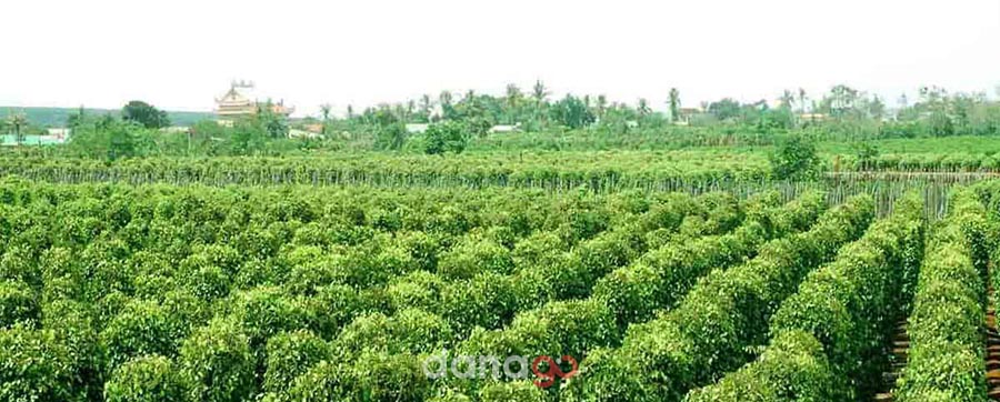 Tour Đà Nẵng Đi Phú Quốc